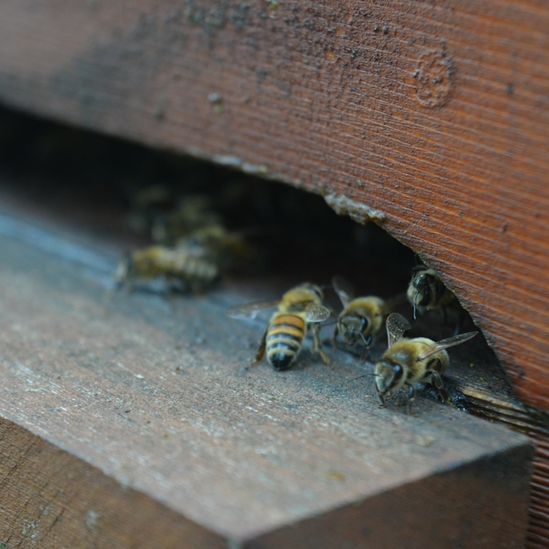 miele zeffiro, propoli, miele campania, miele biologico, polline, api, miele italiano, apicoltura, apicoltura zeffiro