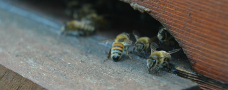 miele zeffiro, propoli, miele campania, miele biologico, polline, api, miele italiano